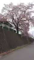 赤城神社の自然