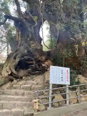 大山祇神社奥の院 生樹の御門の{uncategorized: "未分類", other: "その他", undefined: "問題あり", building: "その他建物", grave: "お墓", sacred_gate: "鳥居", guardian: "狛犬", statue: "像", buddha: "仏像", history: "歴史", nature: "自然", garden: "庭園", animal: "動物", pagoda: "塔", temizu: "手水舎", mountain_gate: "山門・神門", sanctuary: "本殿・本堂", subordinate: "末社・摂社", art: "芸術", scenery: "景色", jizo: "地蔵", ema: "絵馬", goshuin: "御朱印", omikuji: "おみくじ", items: "授与品その他", amulet: "お守り", goshuincho: "御朱印帳", eats: "食事", festival: "お祭り", votive_dance: "神楽", shichigosan: "七五三参", wedding: "結婚式", experience: "体験その他", initially: "初詣", around: "周辺", anti_infection: "感染症対策"}