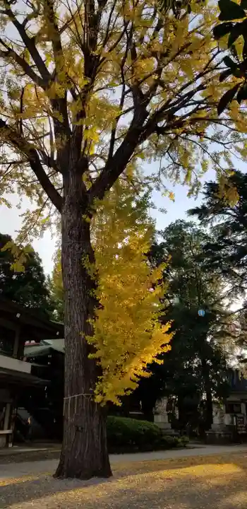 葛西神社の自然