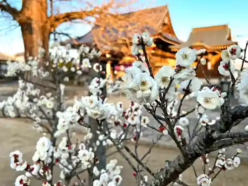 地蔵寺(徳島県)