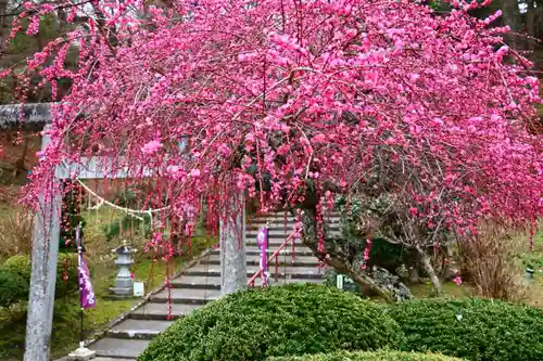 三春大神宮の鳥居