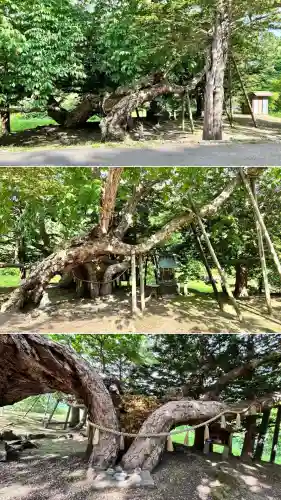 橡木山白木神社(北海道)