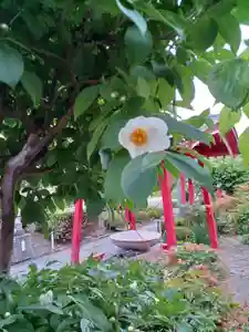 白狐山光星寺(山形県)(2024年06月20日(木) 23時22分34秒投稿)