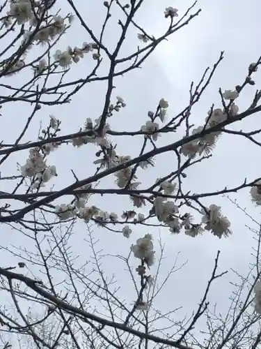 大聖寺（土浦大師不動尊）の自然