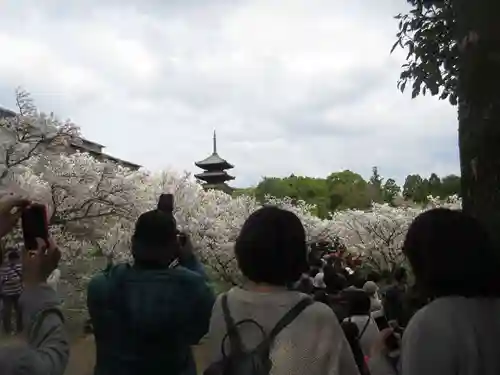 仁和寺の景色