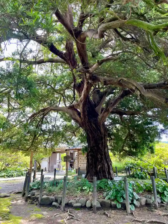 安養院 (田代寺)(神奈川県)