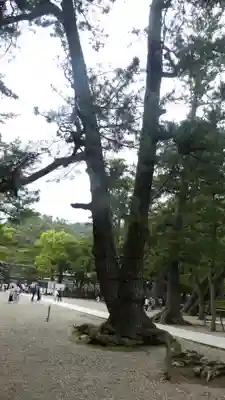 出雲大社(島根県)