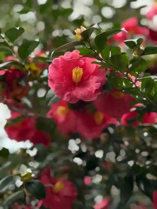 芝大神宮の自然