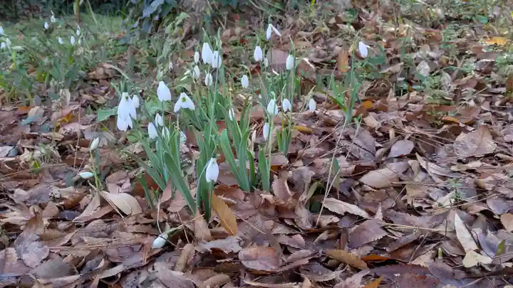 半木神社(賀茂別雷神社境外末社)(京都府)