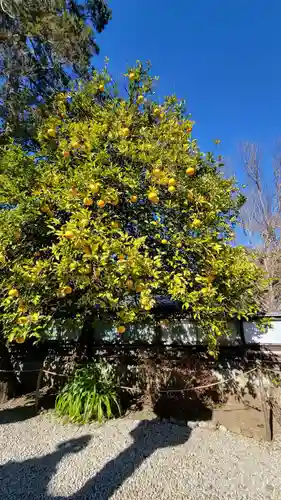 上野東照宮の自然