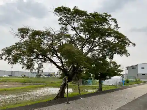 尾張神社（小針）の自然
