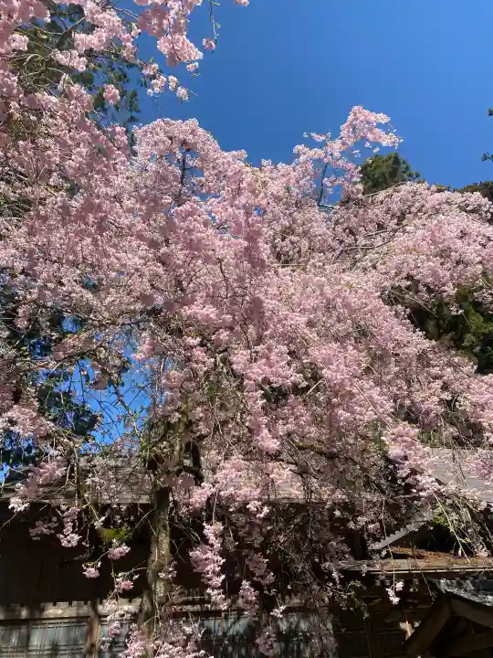 光丸山 法輪寺の{uncategorized: "未分類", other: "その他", undefined: "問題あり", building: "その他建物", grave: "お墓", sacred_gate: "鳥居", guardian: "狛犬", statue: "像", buddha: "仏像", history: "歴史", nature: "自然", garden: "庭園", animal: "動物", pagoda: "塔", temizu: "手水舎", mountain_gate: "山門・神門", sanctuary: "本殿・本堂", subordinate: "末社・摂社", art: "芸術", scenery: "景色", jizo: "地蔵", ema: "絵馬", goshuin: "御朱印", omikuji: "おみくじ", items: "授与品その他", amulet: "お守り", goshuincho: "御朱印帳", eats: "食事", festival: "お祭り", votive_dance: "神楽", shichigosan: "七五三参", wedding: "結婚式", experience: "体験その他", initially: "初詣", around: "周辺", anti_infection: "感染症対策"}
