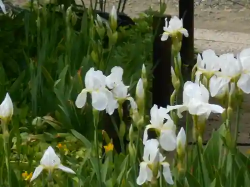 極楽寺（霊鷲山感應院極楽律寺）の自然