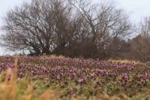 阿久津「田村神社」（郡山市阿久津町）旧社名：伊豆箱根三嶋三社の自然