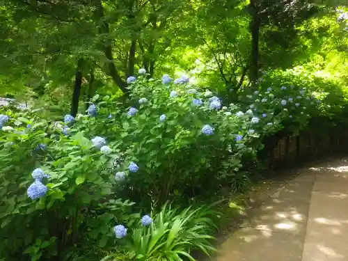 明月院の庭園