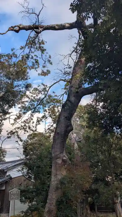 旦椋神社の自然