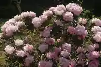 三春大神宮の庭園