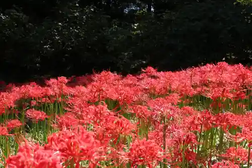高幡不動尊　金剛寺の自然