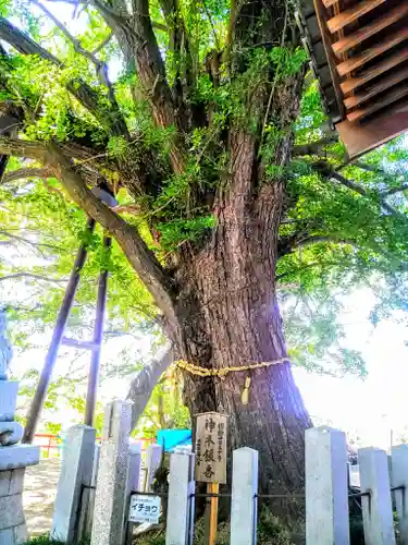 神明社（中手町神明社）の自然