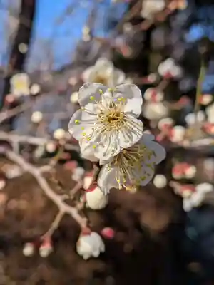 妙法寺(東京都)
