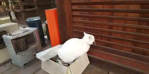 梅宮大社の動物