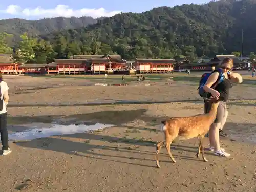厳島神社(広島県)
