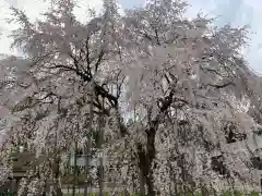 足羽神社の自然