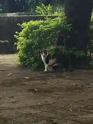 世持神社の動物
