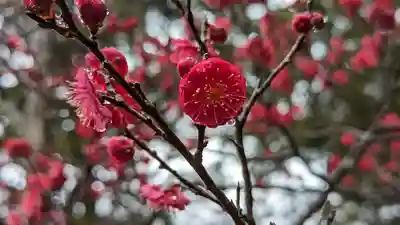 長岡天満宮(京都府)