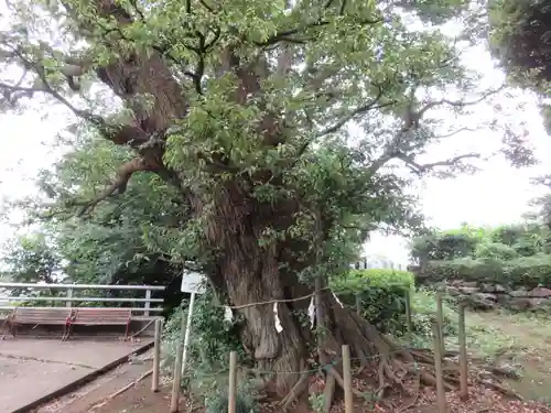 九重神社(埼玉県)