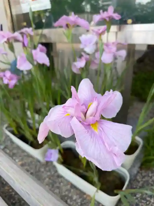 亀戸天神社の{uncategorized: "未分類", other: "その他", undefined: "問題あり", building: "その他建物", grave: "お墓", sacred_gate: "鳥居", guardian: "狛犬", statue: "像", buddha: "仏像", history: "歴史", nature: "自然", garden: "庭園", animal: "動物", pagoda: "塔", temizu: "手水舎", mountain_gate: "山門・神門", sanctuary: "本殿・本堂", subordinate: "末社・摂社", art: "芸術", scenery: "景色", jizo: "地蔵", ema: "絵馬", goshuin: "御朱印", omikuji: "おみくじ", items: "授与品その他", amulet: "お守り", goshuincho: "御朱印帳", eats: "食事", festival: "お祭り", votive_dance: "神楽", shichigosan: "七五三参", wedding: "結婚式", experience: "体験その他", initially: "初詣", around: "周辺", anti_infection: "感染症対策"}