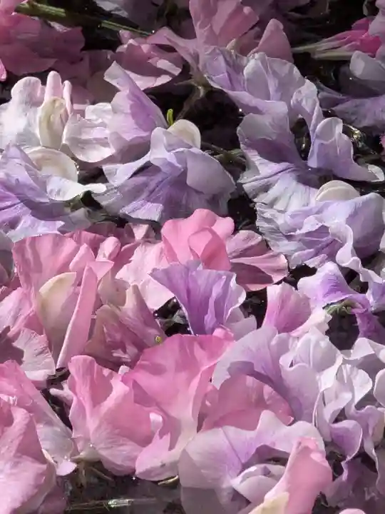 高円寺氷川神社(東京都)