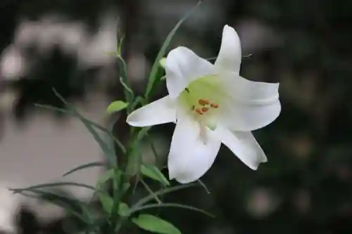 愛宕神社の自然