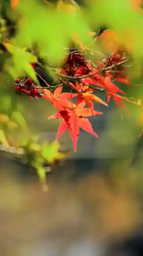 大矢田神社(岐阜県)