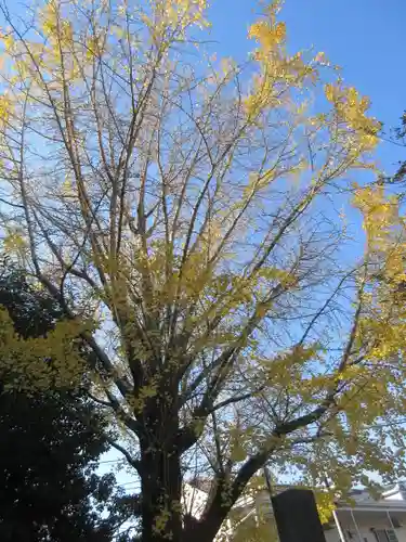 安國論寺（安国論寺）の自然