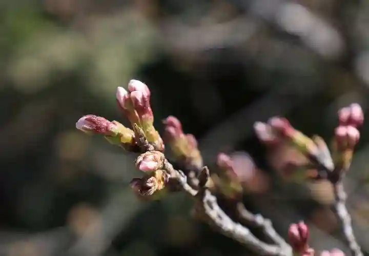 光明寺(粟生光明寺)の自然