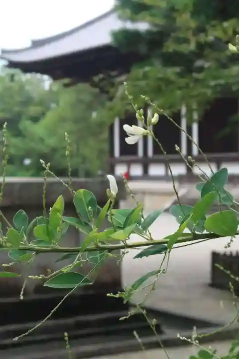 唐招提寺の自然