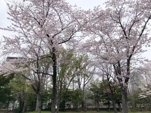 札幌護國神社の自然