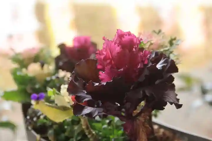 高司神社〜むすびの神の鎮まる社〜の自然