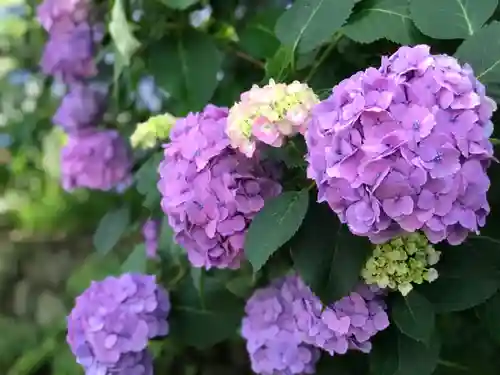 高幡不動尊　金剛寺(東京都)