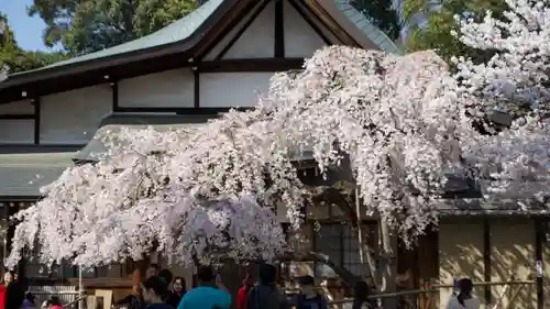 氷室神社の自然