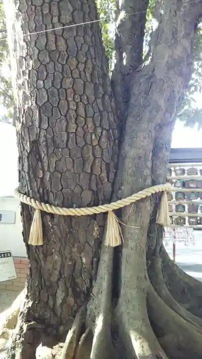 大宮・大原神社の自然
