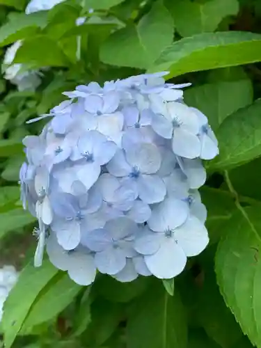 持寳院(多氣山不動尊)の自然