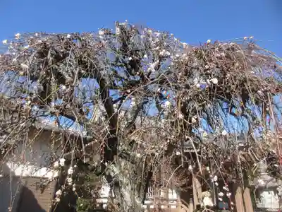 大聖院(千葉県)