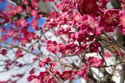 名木林神社の自然