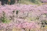 八坂神社(和歌山県)
