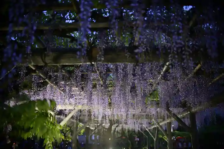 亀戸天神社(東京都)