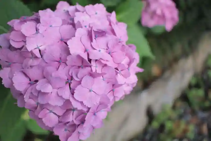 越谷香取神社の庭園
