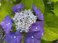 總社 和田八幡宮(福井県)