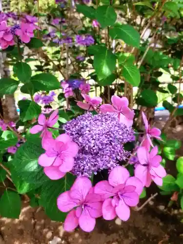 鳩森八幡神社の自然